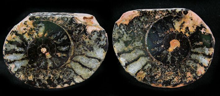 Iron Replaced Ammonite Fossil Pair #27507
